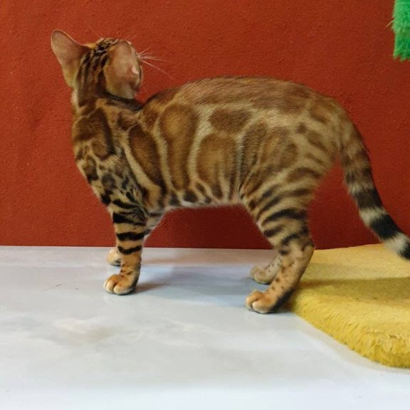 Bengal Brownie