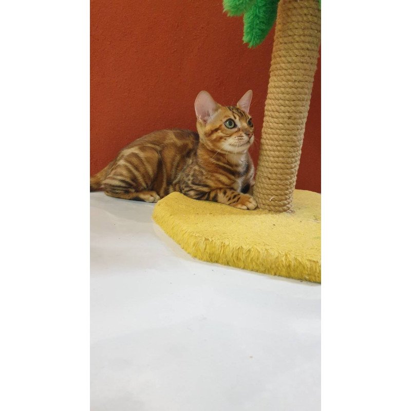 Bengal Brownie