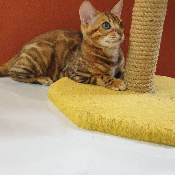 Bengal Brownie