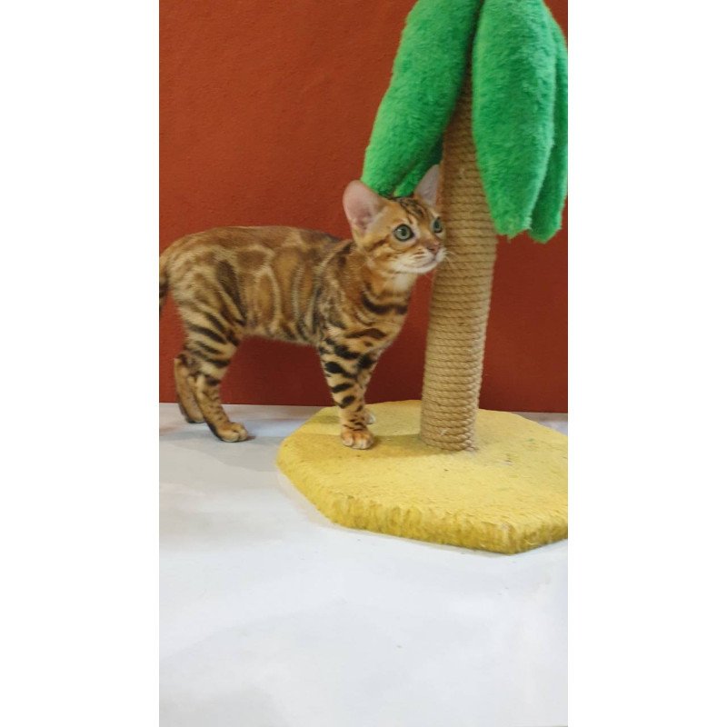 Bengal Brownie