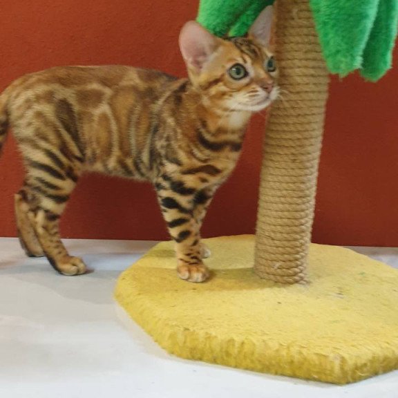 Bengal Brownie
