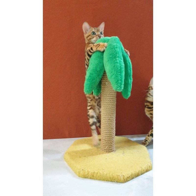 Bengal Brownie