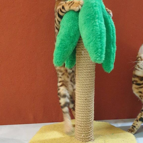 Bengal Brownie