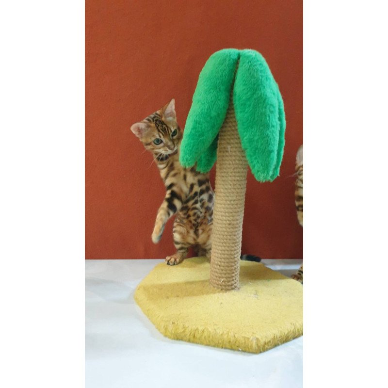 Bengal Brownie