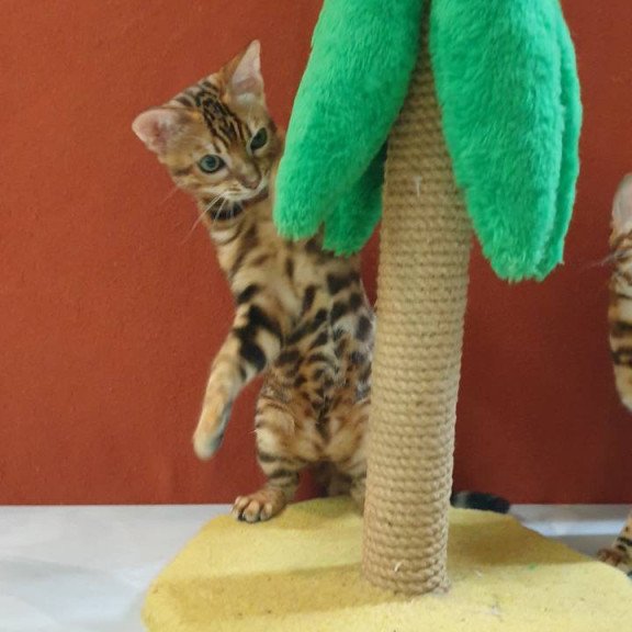 Bengal Brownie