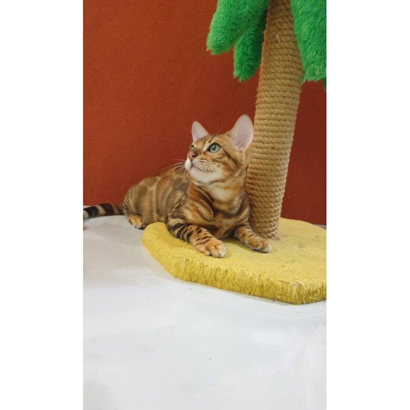 Bengal Brownie