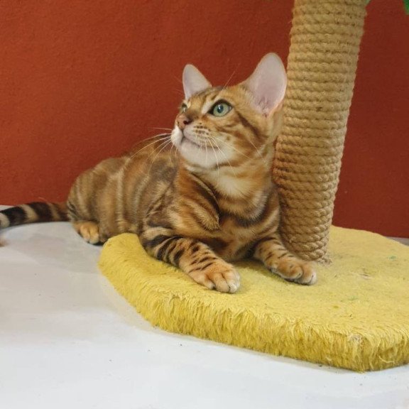 Bengal Brownie