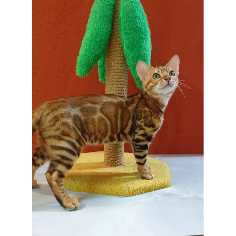 Bengal Brownie