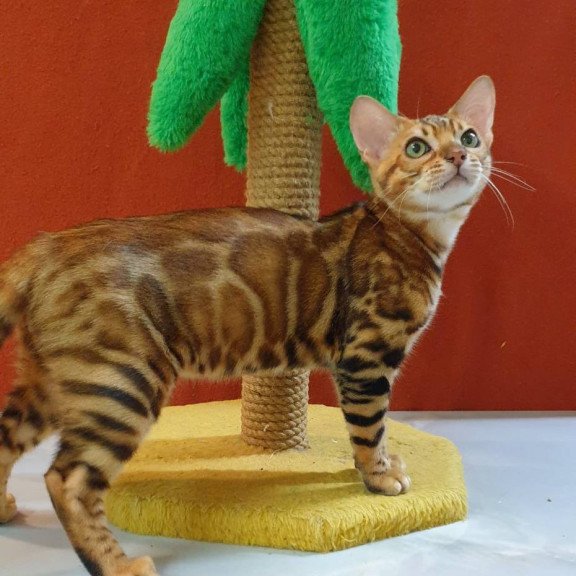 Bengal Brownie