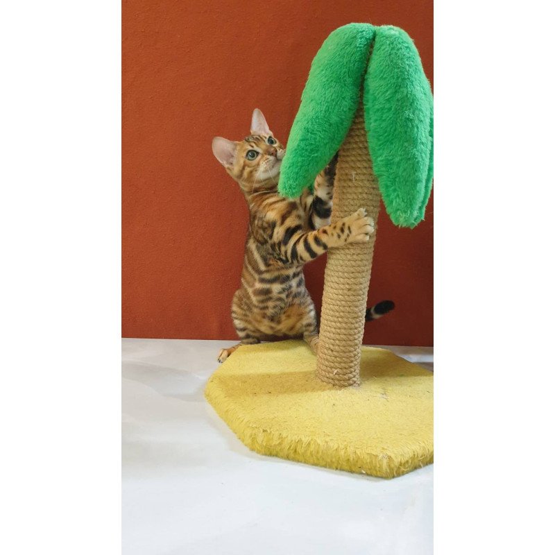 Bengal Brownie