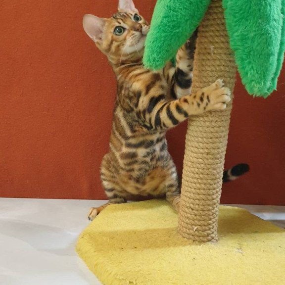Bengal Brownie