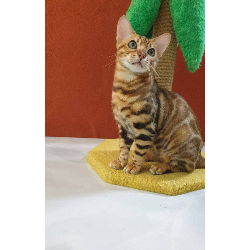 Bengal Brownie