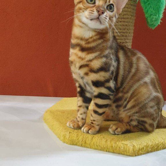 Bengal Brownie