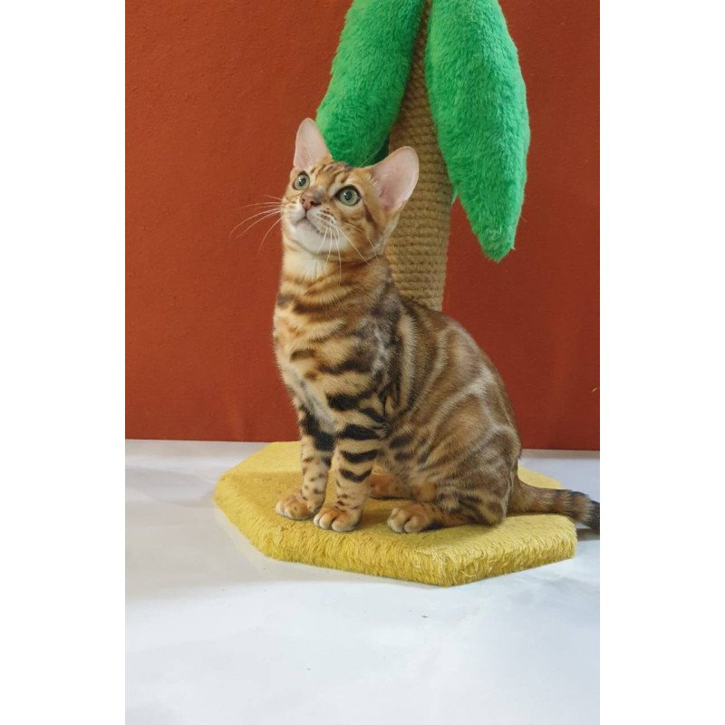 Bengal Brownie