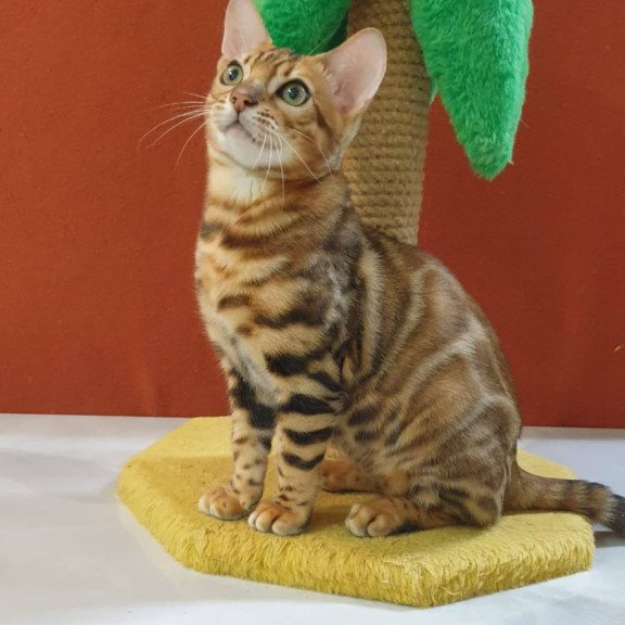 Bengal Brownie