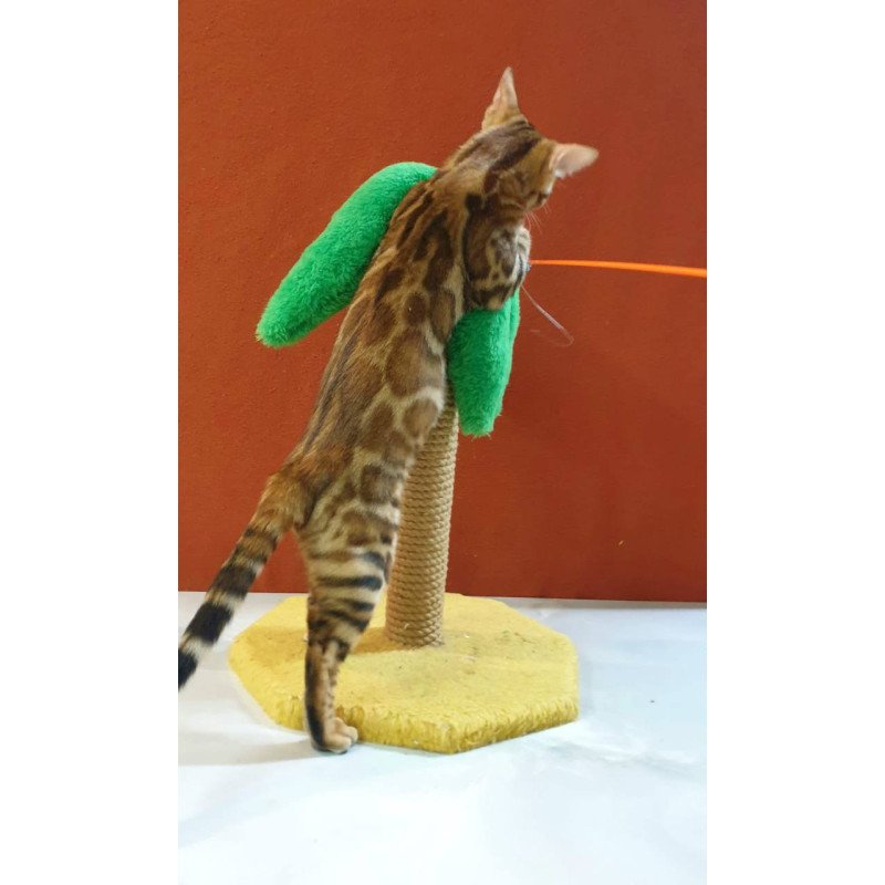 Bengal Brownie