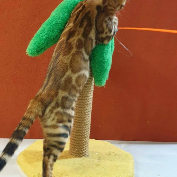 Bengal Brownie