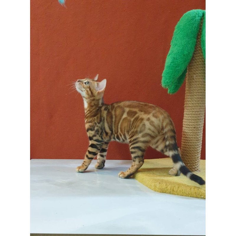 Bengal Brownie