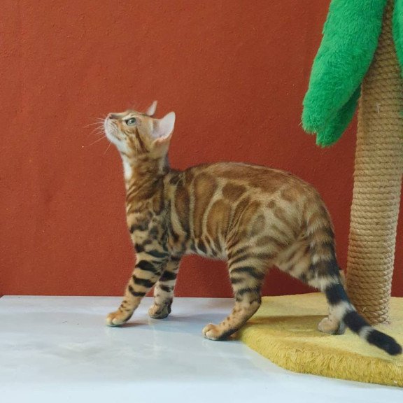 Bengal Brownie
