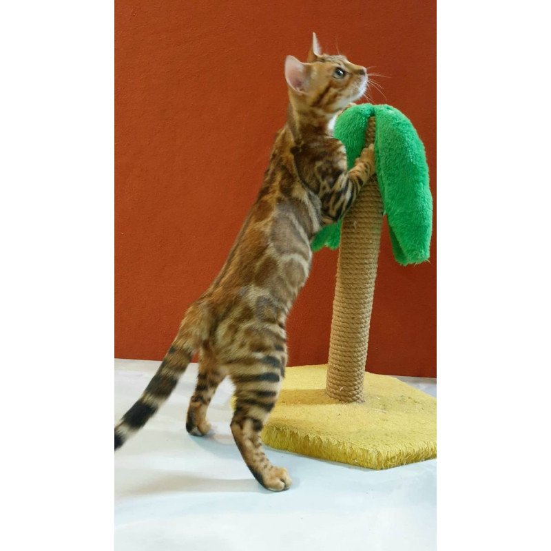 Bengal Brownie