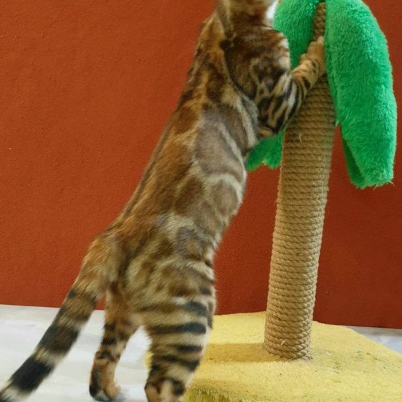 Bengal Brownie