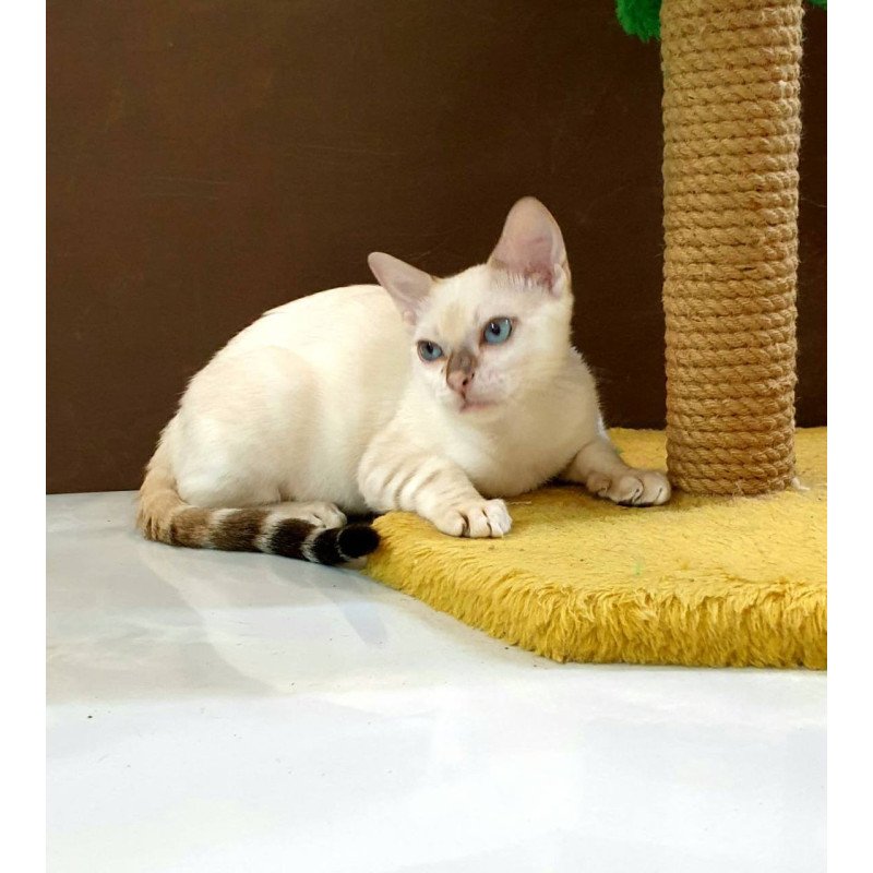 Bengal Bestie