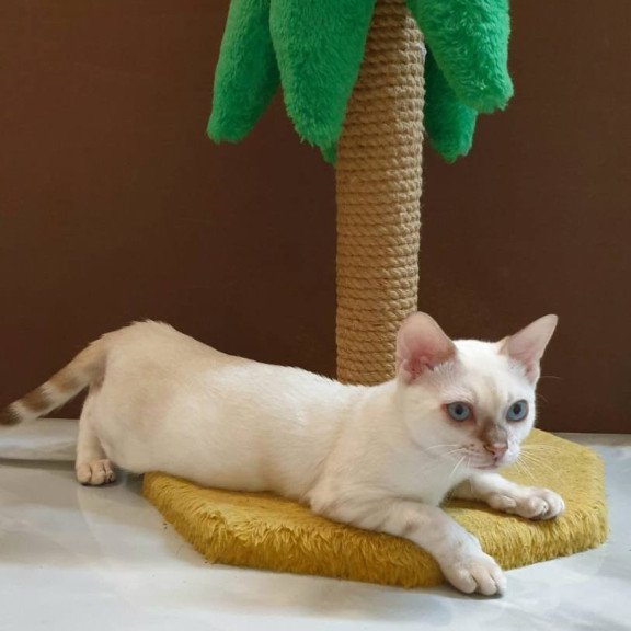 Bengal Bestie