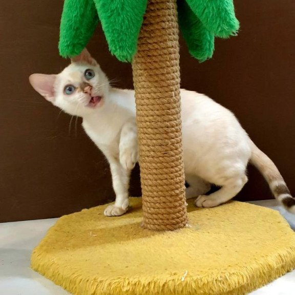 Bengal Bestie