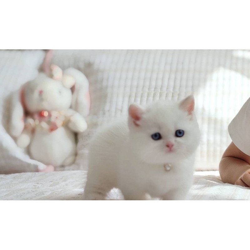 Munchkin POLIN Pearl
