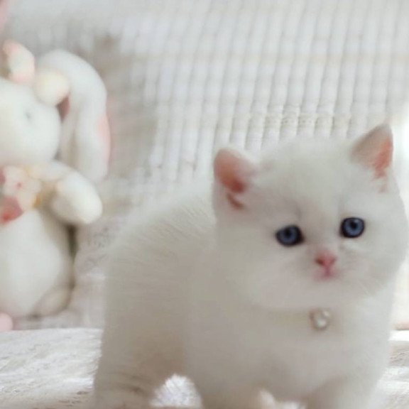 Munchkin POLIN Pearl