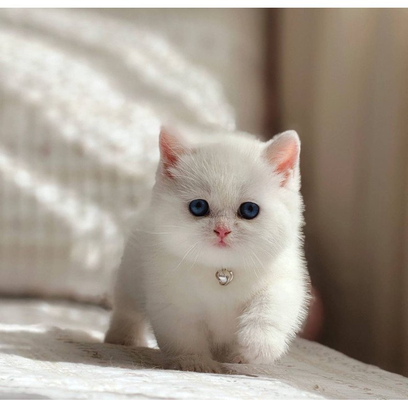 Munchkin POLIN Pearl