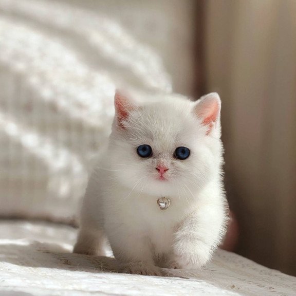Munchkin POLIN Pearl