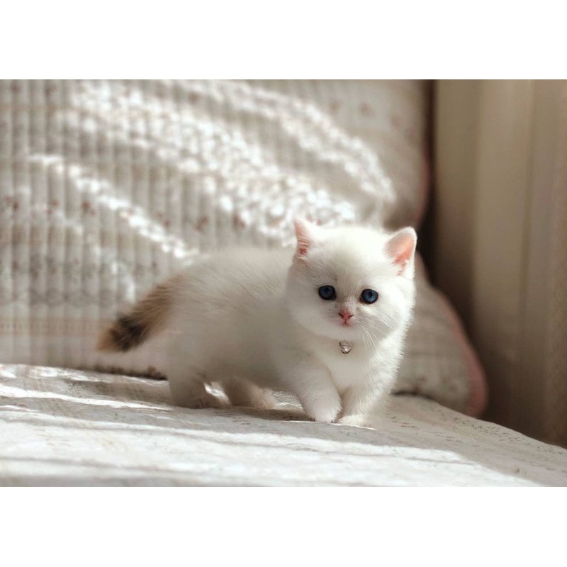 Munchkin POLIN Pearl