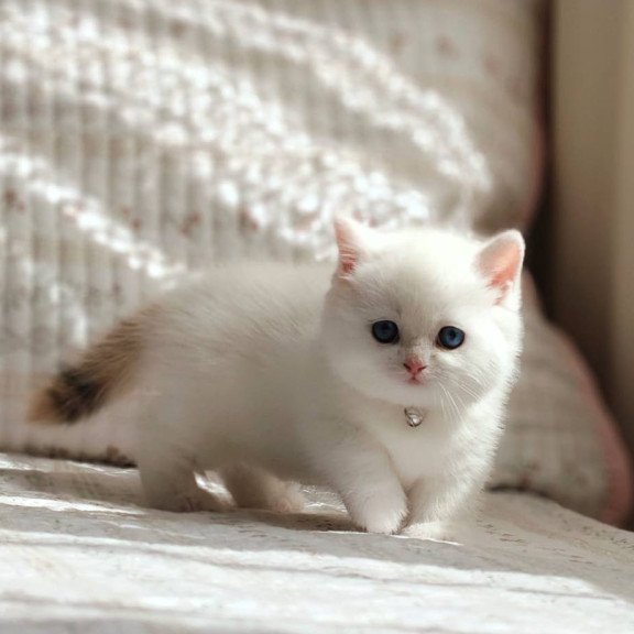Munchkin POLIN Pearl