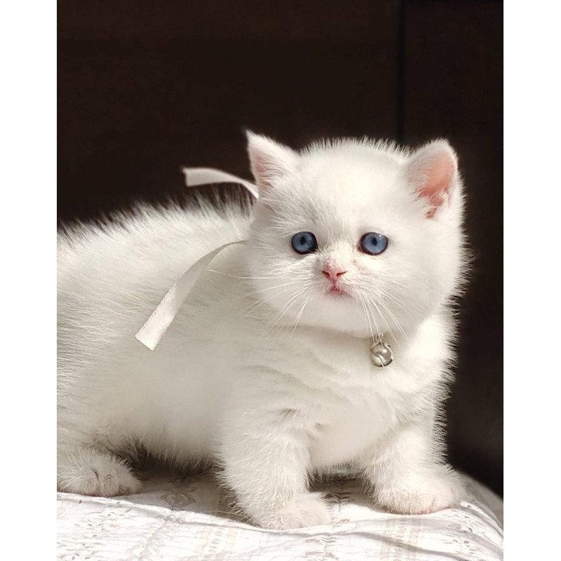 Munchkin POLIN Pearl