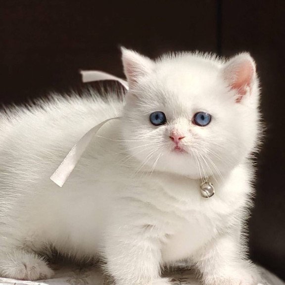 Munchkin POLIN Pearl