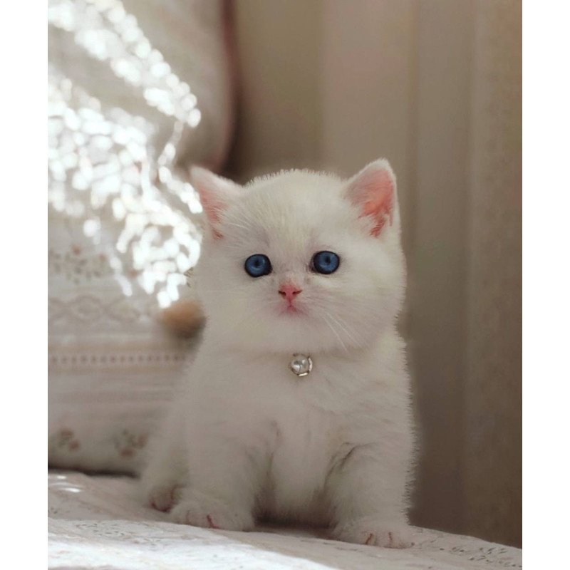 Munchkin POLIN Pearl
