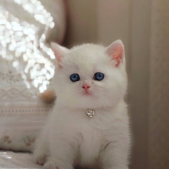 Munchkin POLIN Pearl