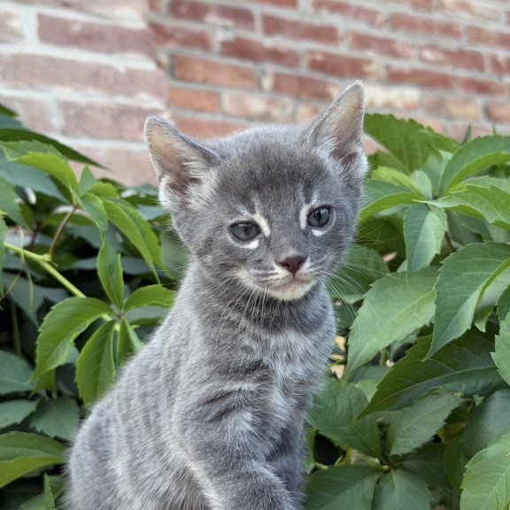 Bengal NOV Calvin
