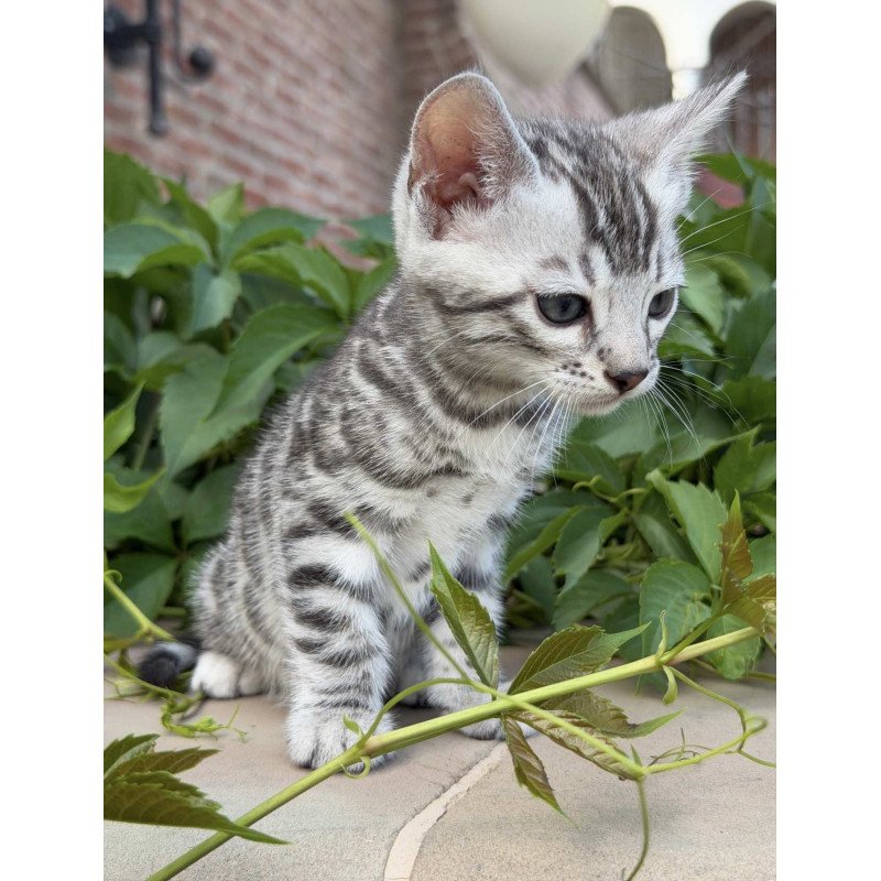 Bengal NOV Cartier