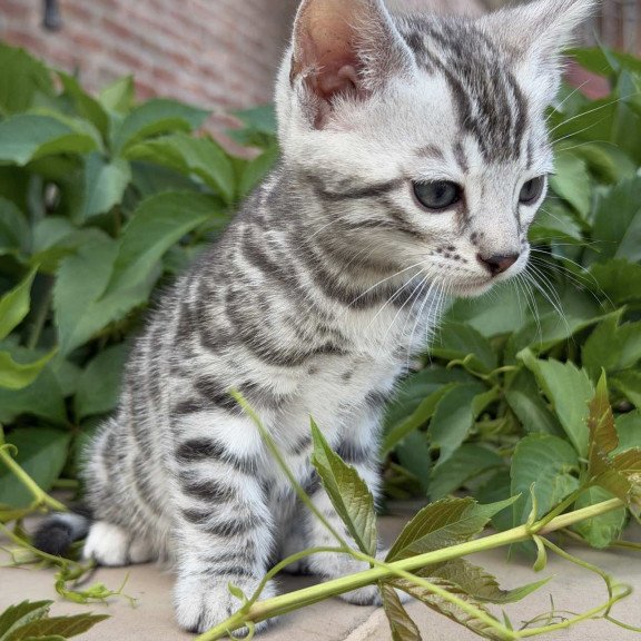 Bengal NOV Cartier