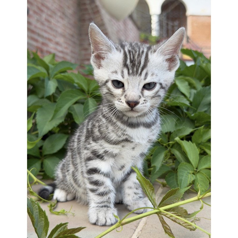 Bengal NOV Cartier