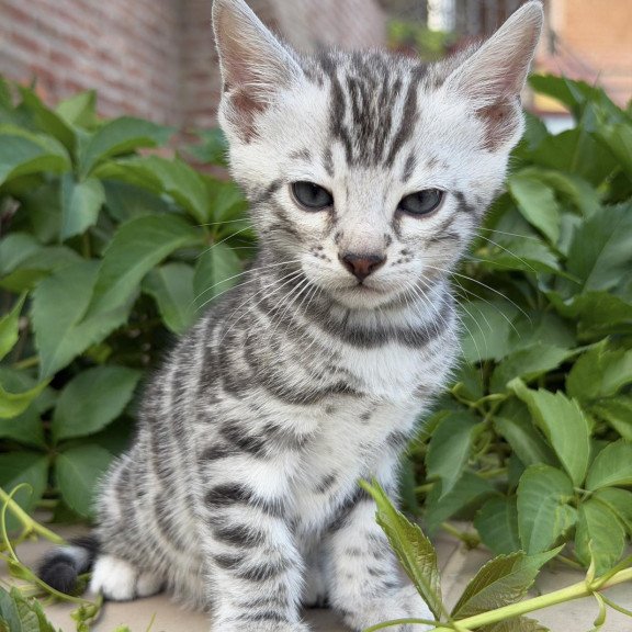 Bengal NOV Cartier