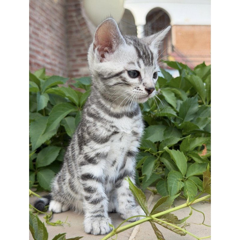 Bengal NOV Cartier