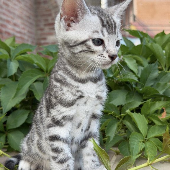 Bengal NOV Cartier