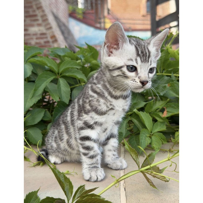 Bengal NOV Cartier