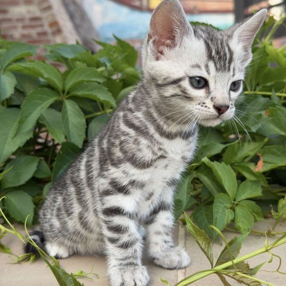 Bengal NOV Cartier