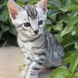 Bengal NOV Cartier