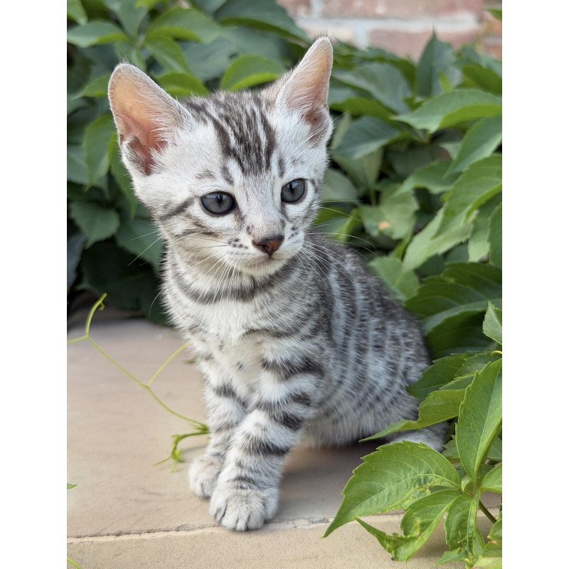 Bengal NOV Cartier