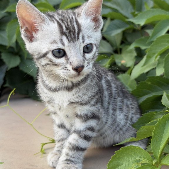 Bengal NOV Cartier